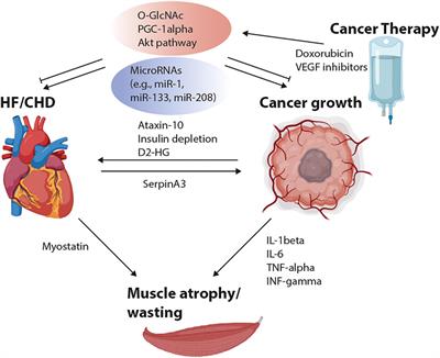 Frontiers | cancer—a major cardiac comorbidity with implications on